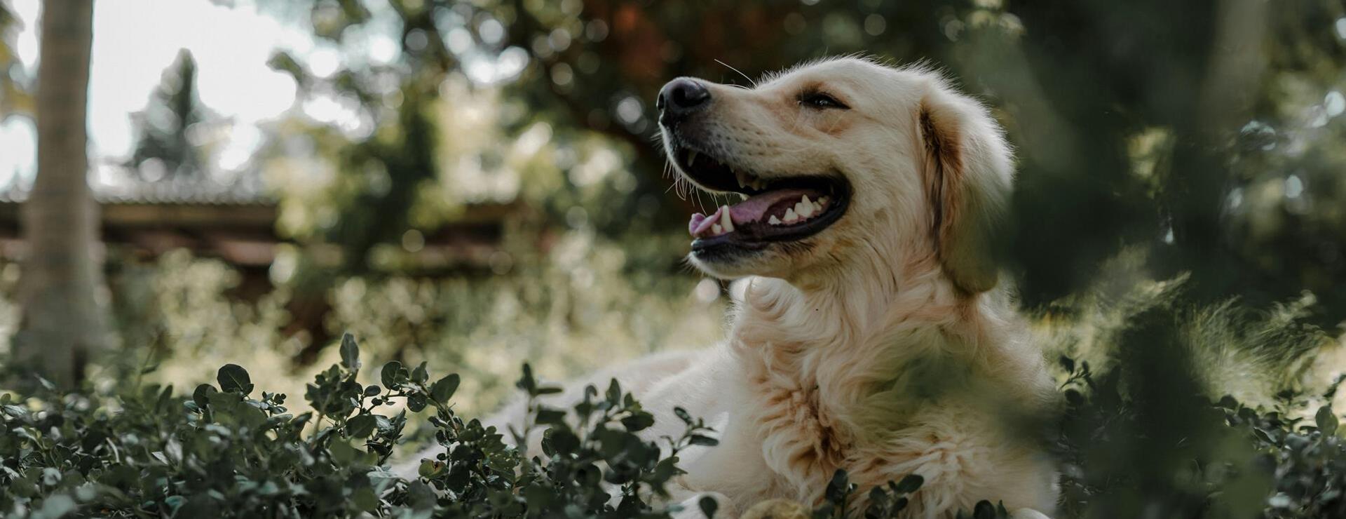 Un cane sdraiato su un prato