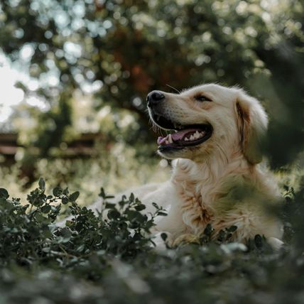pexels-mithulvarshan-4854736