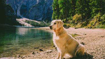 adobestock-302604640
