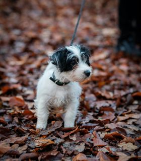 Un cucciolo di cane