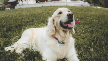Un cane è sdraiato su un prato